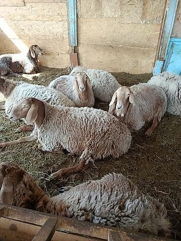 Индюки: Продаю | Овца (самка) | Арашан | Для разведения | Племенные — 3