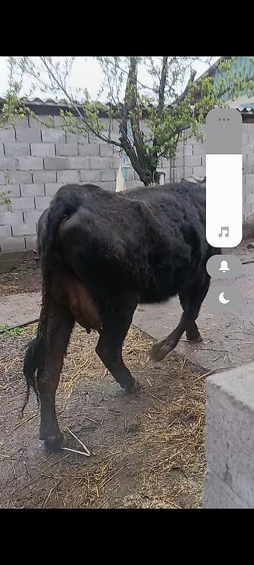 черепаха ош: Продаю | Корова (самка) | Для разведения | Привязанные — 3