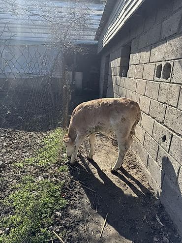 корова симентал: Продаю | Бык (самец) | Симментальская — 7