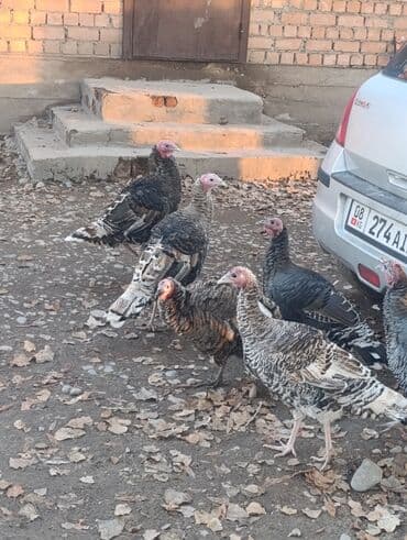 собака алабай: Продаю | Индюшка (самка) | Для разведения | Племенные — 7