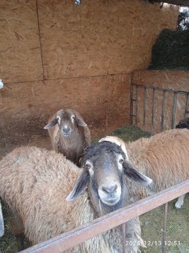 седло для осла: Продаю | Баран (самец) | Полукровка | На забой, Для разведения, Для шерсти — 5