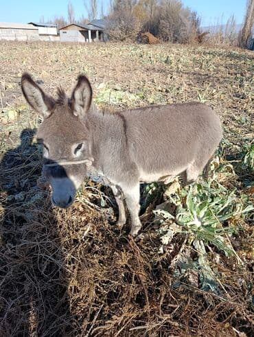 продаю связи с переездом: Салам алейкум продаю ищака айгырчика. кому интересно обращайтесь — 1