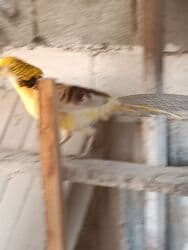 корм витакрафт для волнистых попугаев: Продаю Лимонного самца цена 4000 — 4