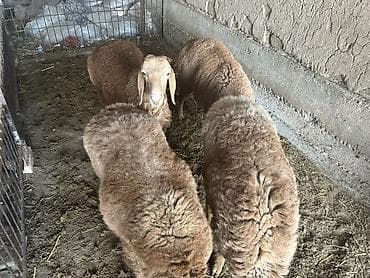 мишка маленький: Продаю | Баран (самец) | Арашан | Для разведения — 3