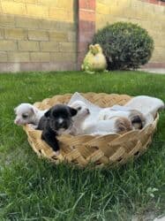 Вязка собак: Чихуахуа, 1 месяц, Самка — 7