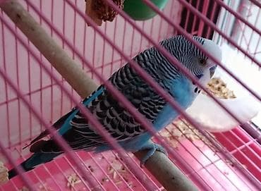 ph down: 🦜 Продаётся пара взрослых волнистых попугаев (самец и самка)! ✨ Самец — 3