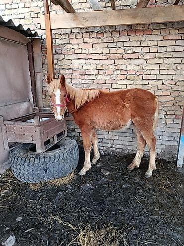 Продаю | Кобыла (самка) at lalafo.kg Продаю | Кобыла (самка)