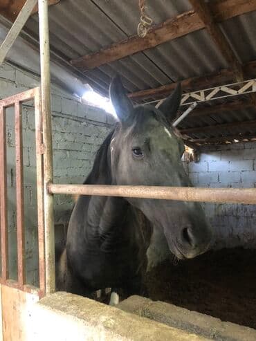 продаю охотничий собаку дратхар: Продаю | Конь (самец) | Рабочий — 9