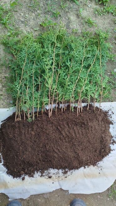 колоновидные саженцы: Саженцы деревьев: Туи — 8