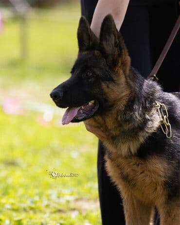 немецкая овчарка сколько стоит: Немецкая овчарка, 2 месяца, Самка, С прививкой, С родословной — 5