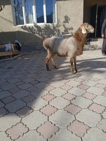 продаю связи с переездом: Сатам | Козу, Кочкор (эркек) | Арашан | Асыл тукумдуу, Жасалма жол менен боозутуу — 1