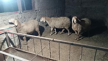 Башка жаныбарлар: Сатам | Ургаачы кой (ургаачы) | Көбөйтүү үчүн | Ургаачы — 1