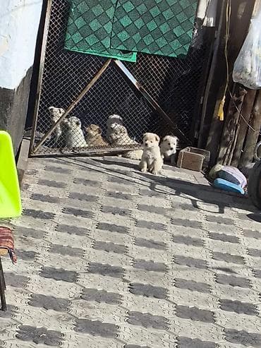 пидбуль щенок в оше эркек: Отдам в Хорошие Руки. Приезжайте выбирайте. БЕСПЛАТНО !!!. Дмитрий- — 4