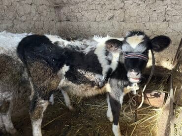 продаю музоо торпок корова самка бык самец айрширская ангус алатауская на забой для разведения на откорм племенные нетель привязанные: Продаю | Музоо, торпок | Полукровка | На откорм | Привязанные — 4