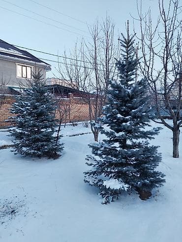 Саженцы деревьев: Ели