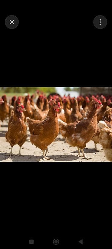 кукуруза на попкорн: Продаю | Куры | Несушки — 1