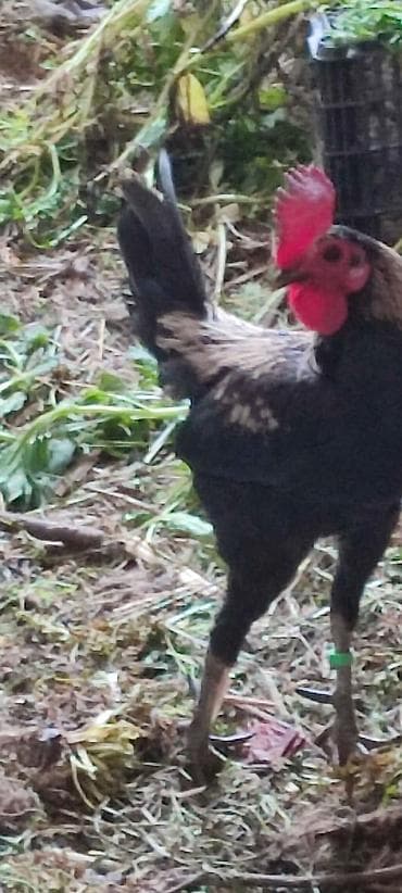 Продаю | Петух | Для разведения