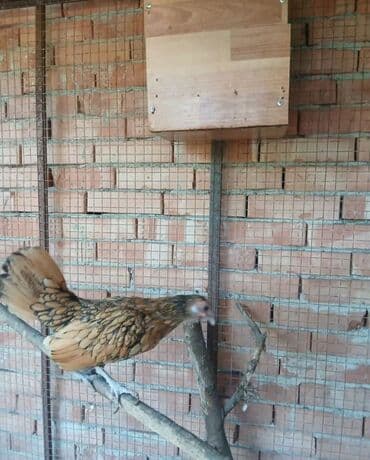 гнездовой домик для волнистых попугаев: Продам сибрайты пару — 3