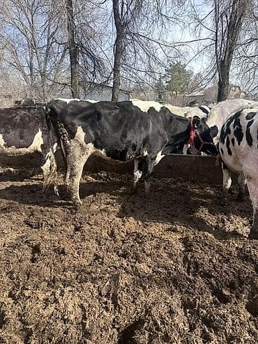 дратхаар бишкек: Сатам | Уй (ургаачы) | Голштин | Сүт алуу үчүн | Асыл тукумдуу — 7