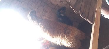 Продаю | Овца (самка) | Для разведения at lalafo.kg Продаю | Овца (самка) | Для разведения