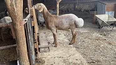 Продаю | Баран (самец) | Арашан | Для разведения | Осеменитель