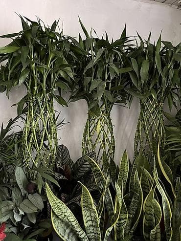 Плетёный «бамбук удачи» (Dracaena sanderiana) — декоративные
