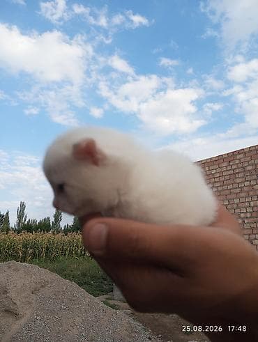 котят купить: 1 месяц, Мальчик, Белый, С прививками — 2