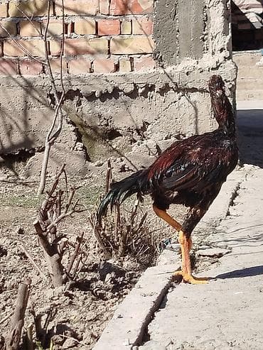 грумер бишкек цена: Сатам | Короздор | Тебиштирүүчү | Көбөйтүү үчүн — 4