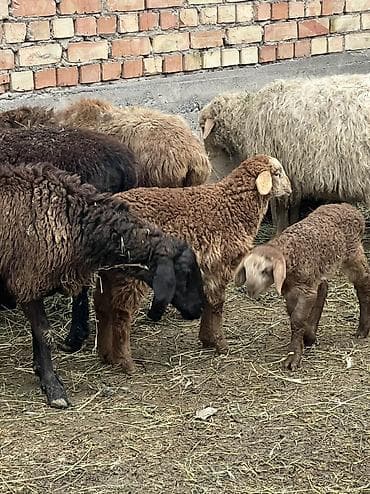 Башка жаныбарлар: Козулу койлор сатылат козулары чон чоп жеп калган 4/6/8 тишке чейин — 7