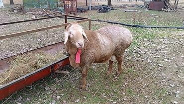 Кошки: Продаю | Баран (самец) | Арашан | На забой | Осеменитель — 2