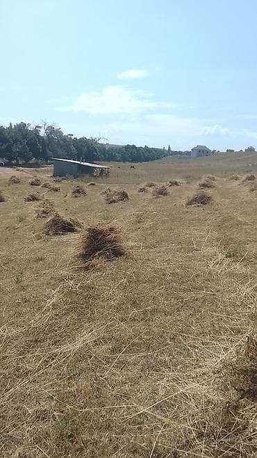 мышык арзан: Сено луговое в копнах - Натуральное луговое сено первого укоса — 2