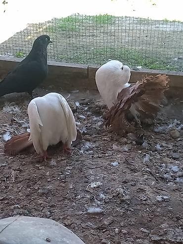 голуби животные: Продаю | Куры | Для разведения — 3