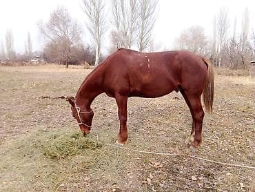 Услуги ветеринара: Продаю | Кобыла (самка) | Полукровка | Рабочий — 1
