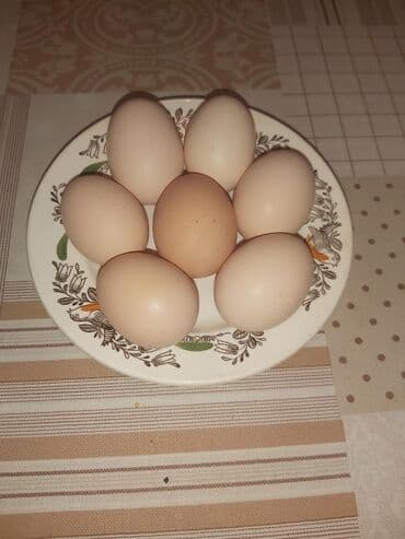 страусиные яйца купить: Продаются домашние яйца.Корм натуральный -пшеница,кукуруза,овощи. Цена — 1
