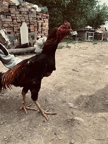 Продам с/х животных: Продаю | Петух | Бойцовая | Для разведения — 4