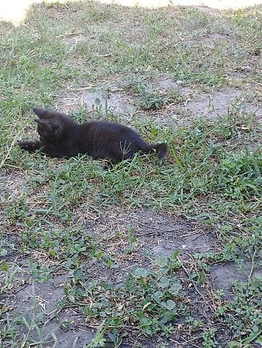 Отдам котят в добрые руки. Адрес Ак-Босого Возраст: 2,5 месяца — 3