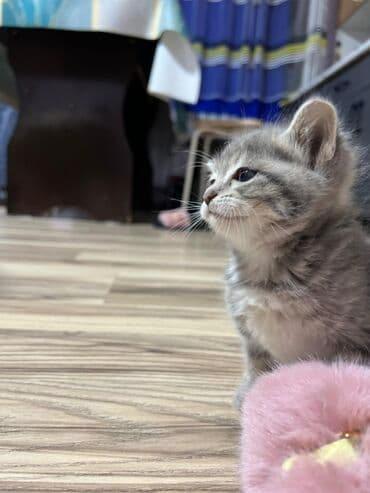 вислоухая кошка сколько стоит: Очаровательные котята серого окраса (табби) с выразительными глазами и — 1