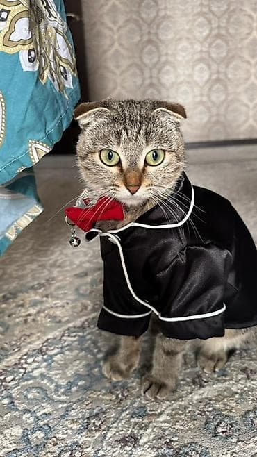 Шотландская вислоухая кошка (Скоттиш-фолд) Кошечку зовут Мия, она