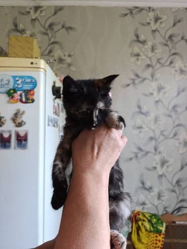 добрые руки: Мышык бекер берилет: Породасыз, Ургаачы, Лотокко барууга үйрөтүлгөн, Курттардан тазаланган — 8