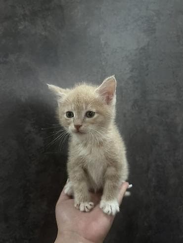 британские котята в дар: Беспородная, 1 месяц, Мальчик, Рыжий, Приучена к лотку — 2