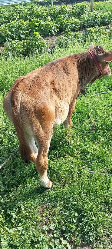 лайка собаки: Продаю | Музоо, торпок | На откорм | Привязанные — 1