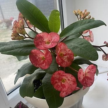 Эуфорбия миля (Euphorbia milii) в пластиковом горшке. - Эффектные