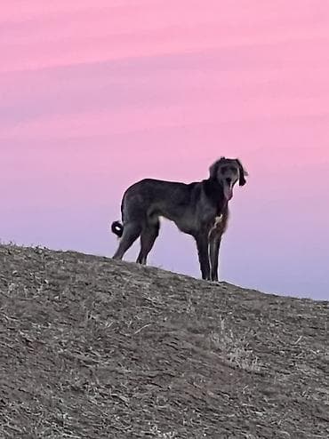 Үй жаныбарлары үчүн товарлар: 1 жаш, Эркек — 1