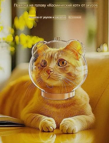 муравьи жнецы: Защитный комплект для котов: прозрачный «космический» шлем + — 2