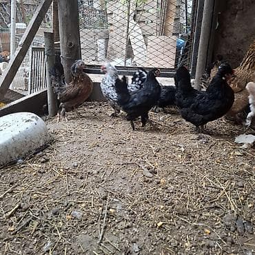 fish eye: Продаю | Куры | Для разведения — 3