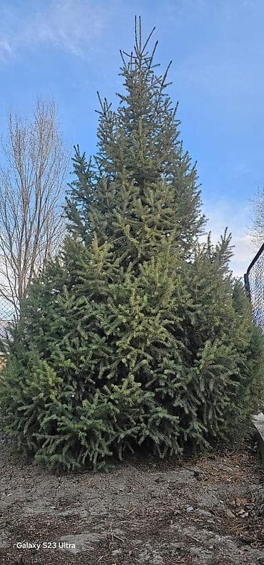 Ели декоративные для озеленения участка Описание: - Породные хвойные at lalafo.kg Ели декоративные для озеленения участка Описание: - Породные хвойные