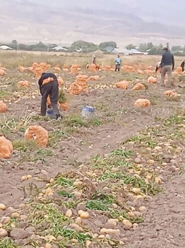 лук оптом бишкек: Картошка В розницу — 1