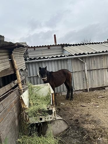 Кошки: Продаю | Жеребенок | Рабочий — 3