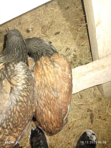 продажа щенков русского спаниеля: Продаю | Куры | Дакан | Несушки, Для боев — 1