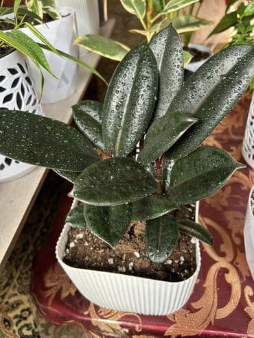 комнатные цветы купить бишкек: Комнатные фикусы в декоративных кашпо - Фикус эластика Tineke — 2